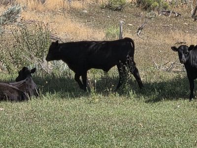 Wagyu steers