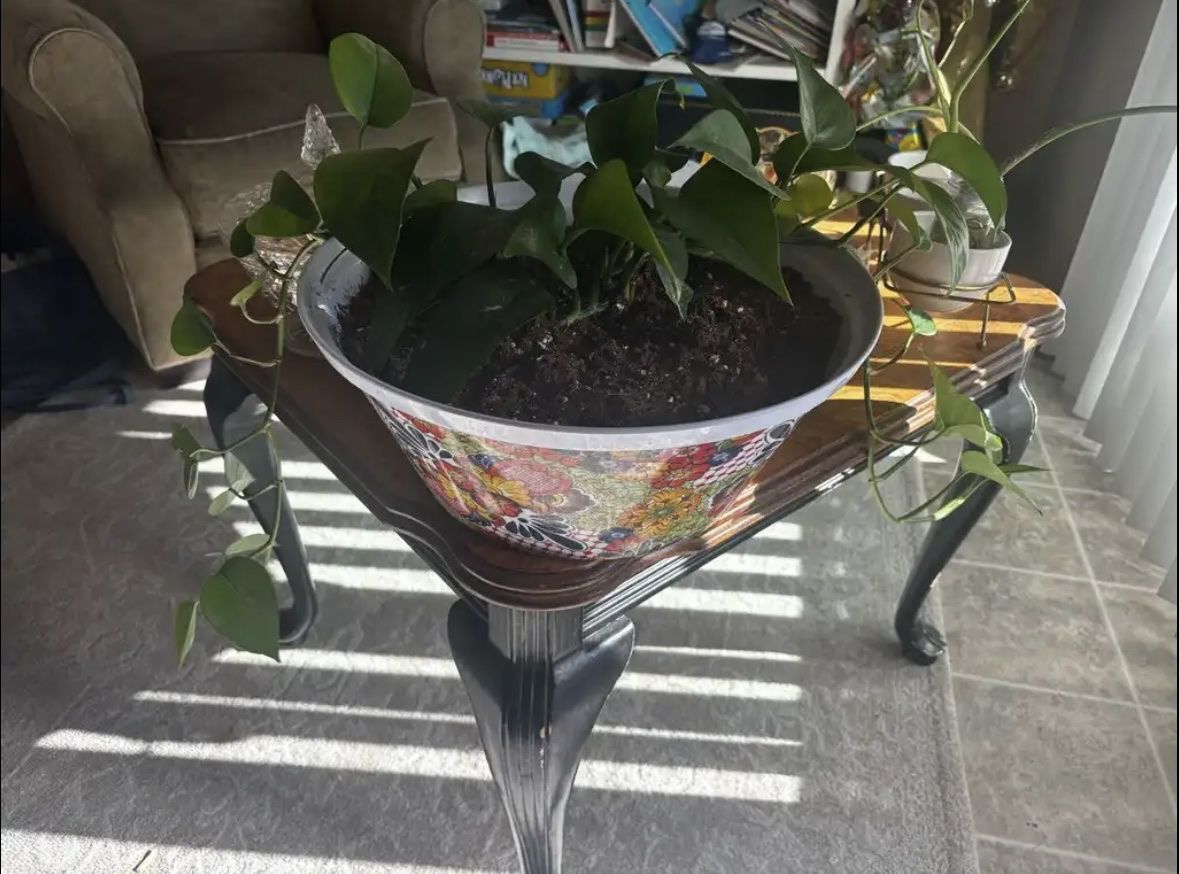 Pothos Houseplant in Decorative Patterned Planter