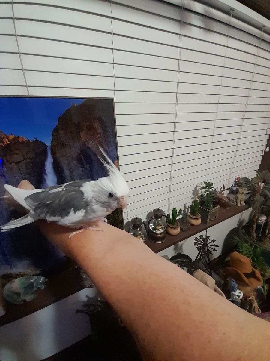 Cockatiel