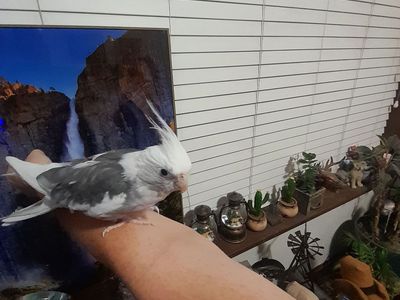 Cockatiel