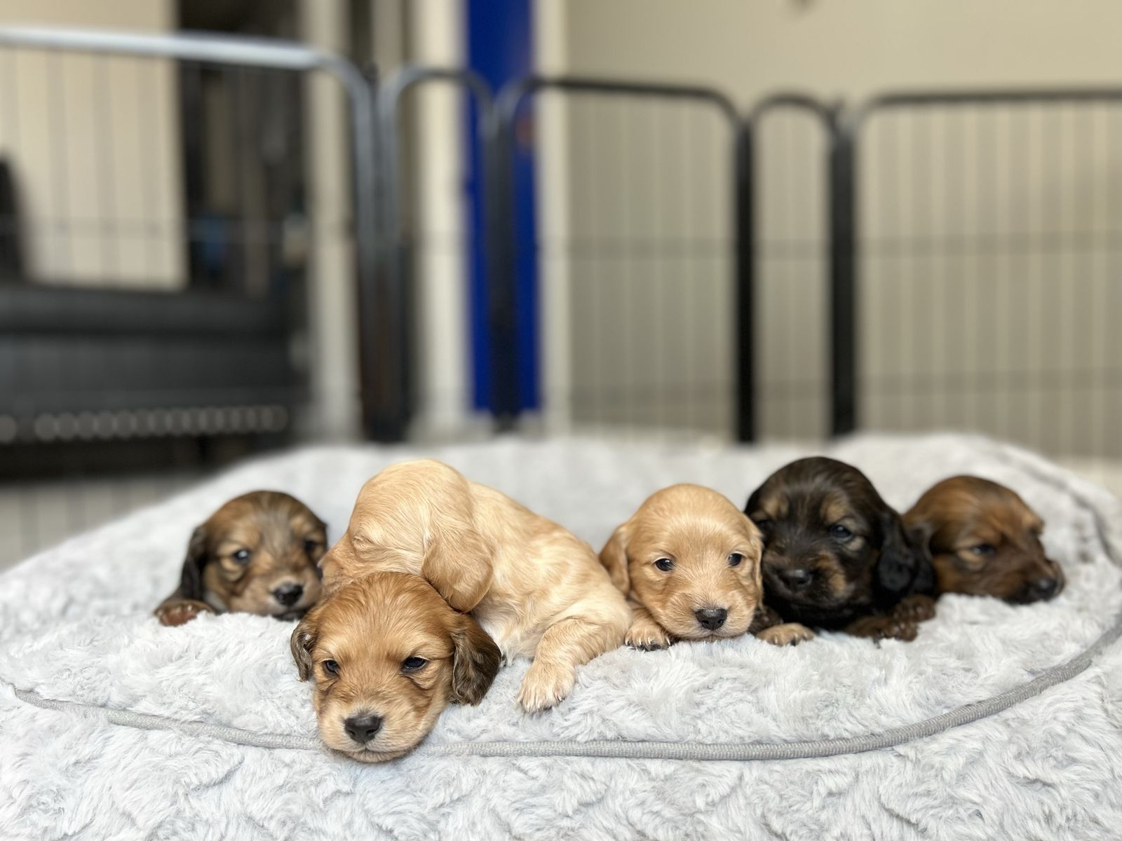 Dachshund puppies