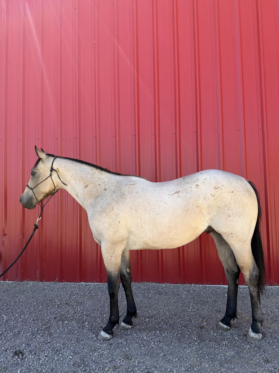 2024 Buckskin Roan Gelding