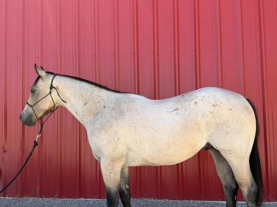 2024 Buckskin Roan Gelding