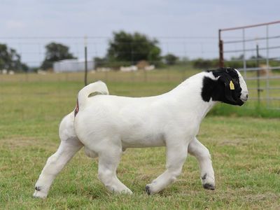 Show wether Or Possibly A Buck (read)