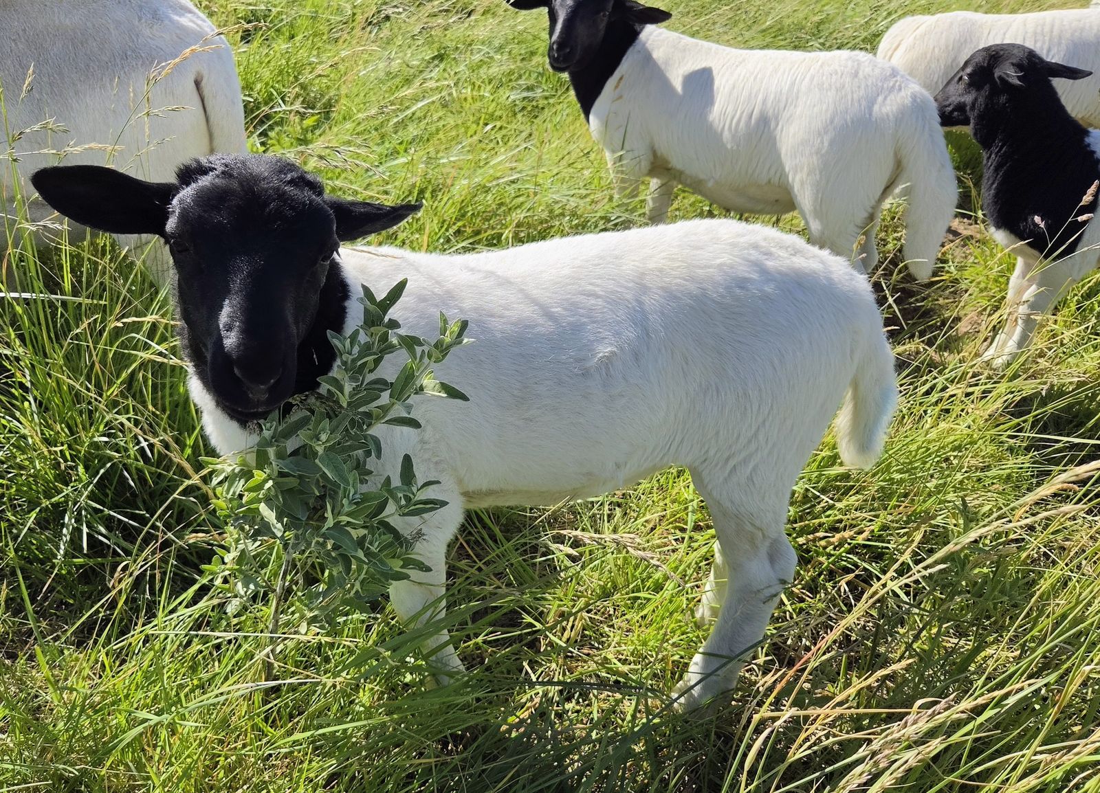 Dorper Sheep - Ram Lambs