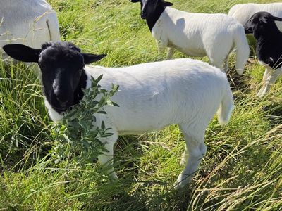 Dorper Sheep - Ram Lambs