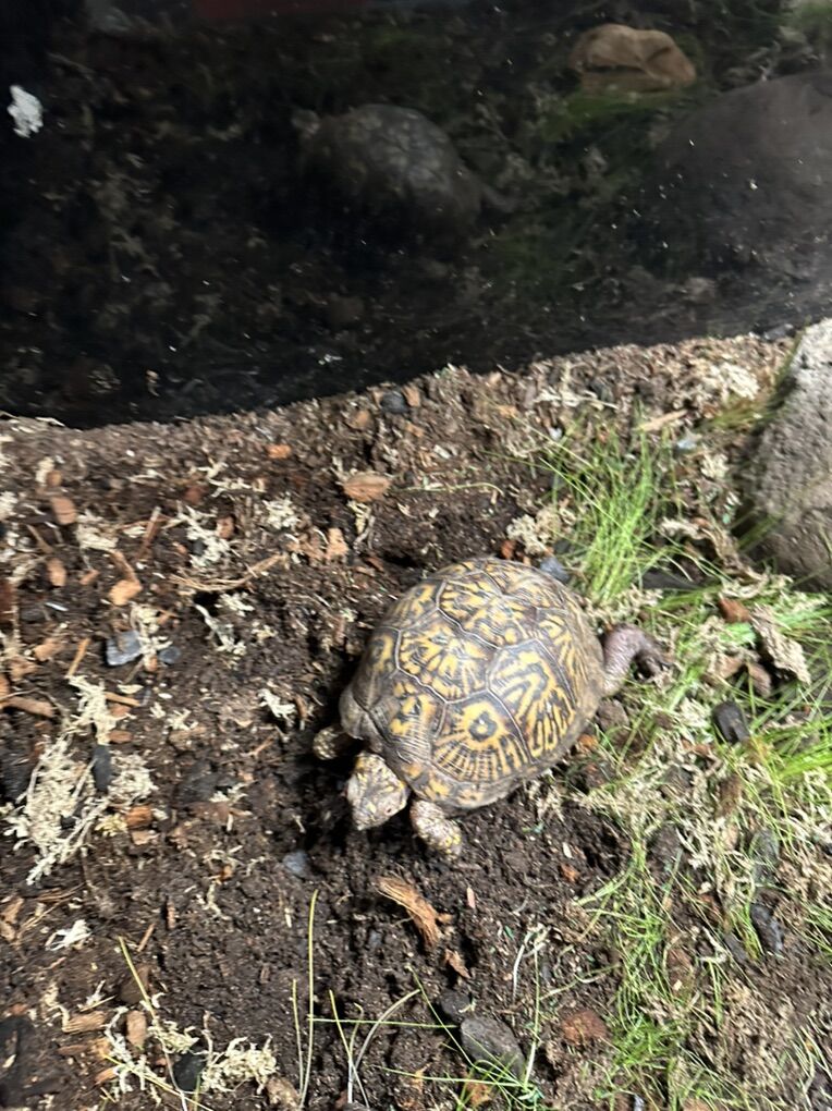 Eastern Box Turtle