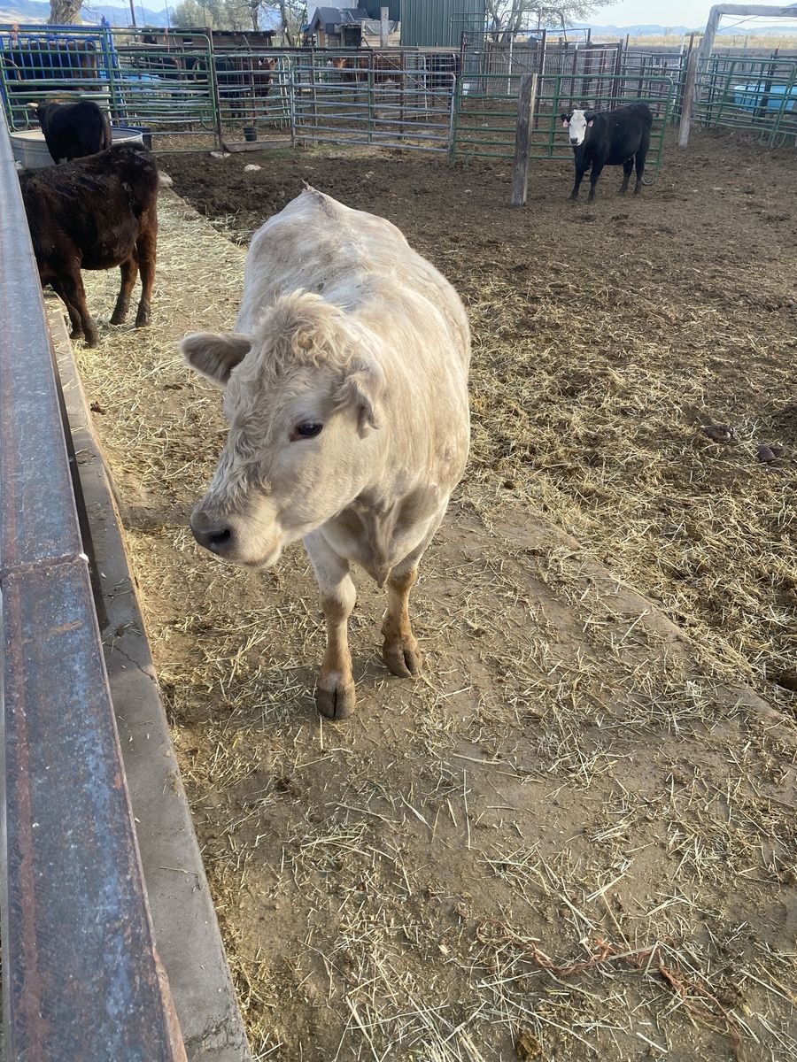Charolais heifer