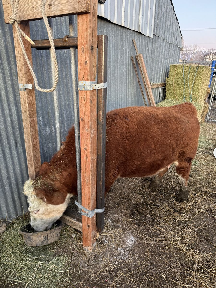 Bred mini Hereford