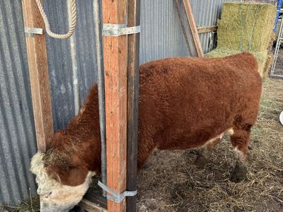Bred mini Hereford