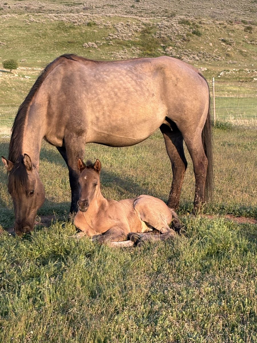 Sale Pending AQHA Grulla Colt Foaled 4/5