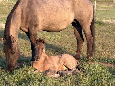 Sale Pending AQHA Grulla Colt Foaled 4/5