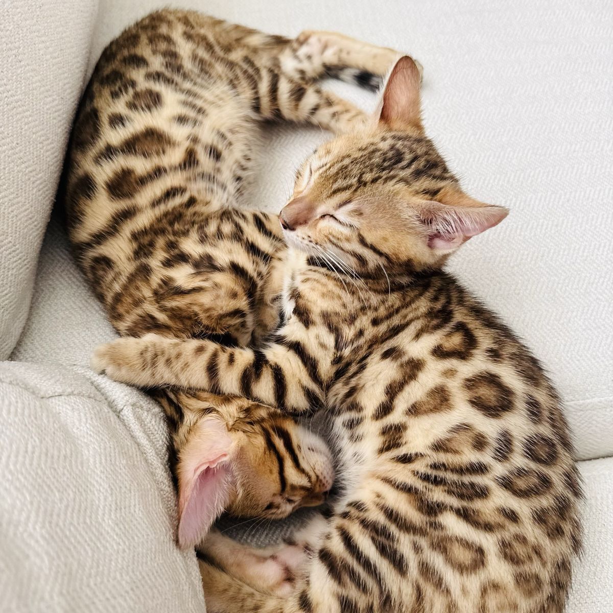 Bengal kittens female