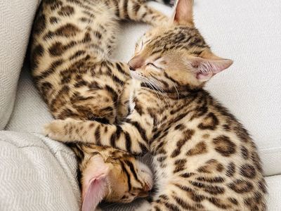 Bengal kittens female