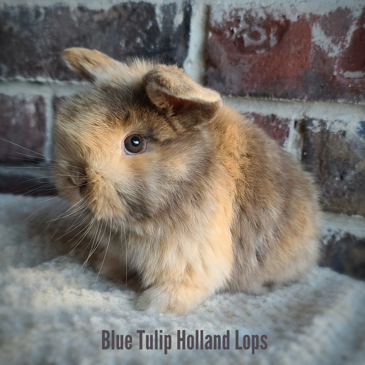 Chocolate Harlequin Holland Lop
