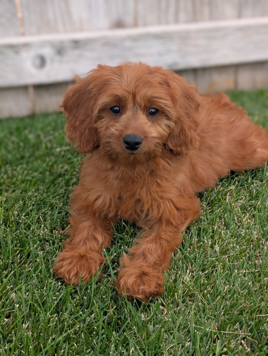 F1 Mini Goldendoodle