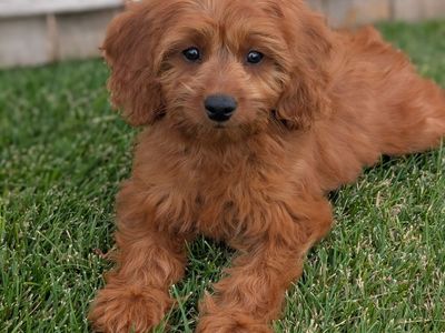 F1 Mini Goldendoodle