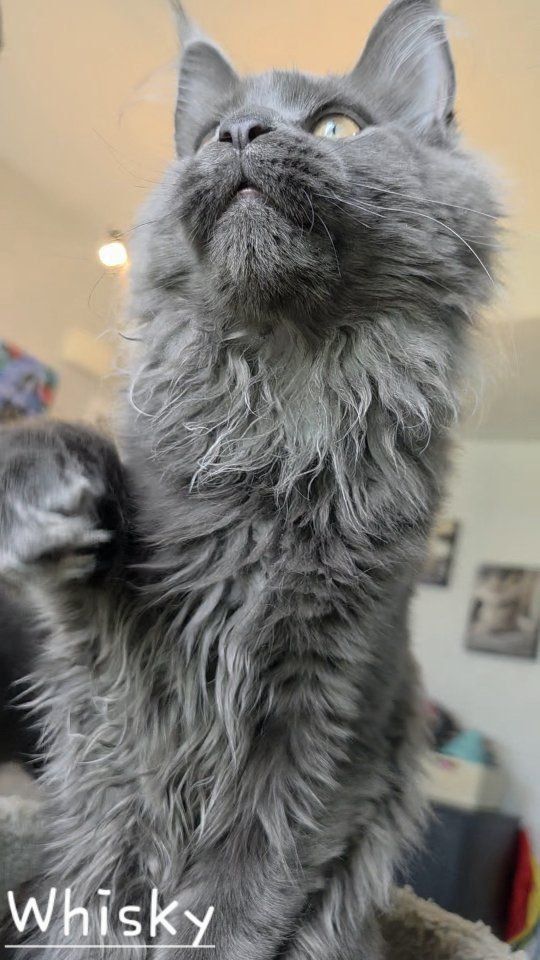 European Maine Coon Female