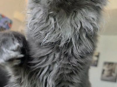 European Maine Coon Female