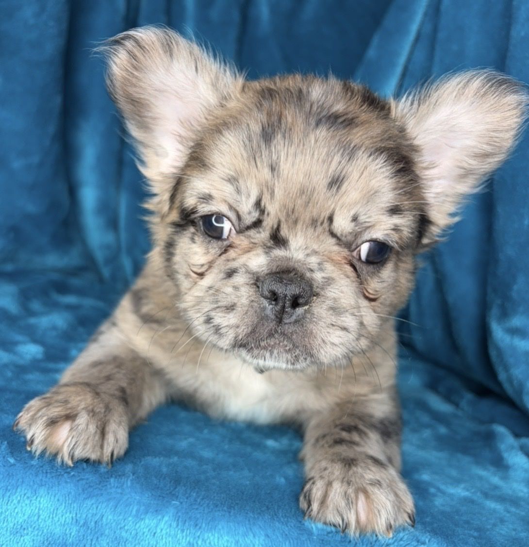 Fluffy Frenchie!
