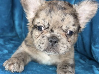Fluffy Frenchie!