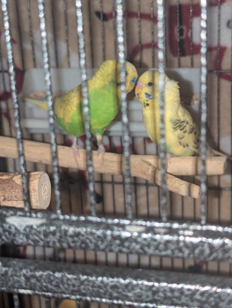 Three bachelor parakeets