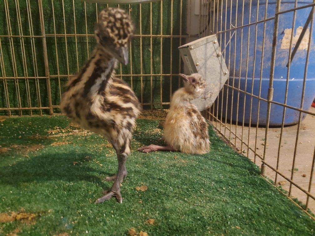 Baby Emu Chicks - Adorable & Healthy Birds for Your Farm or Home Aviary