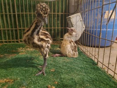 Baby Emu Chicks - Adorable & Healthy Birds for Your Farm or Home Aviary