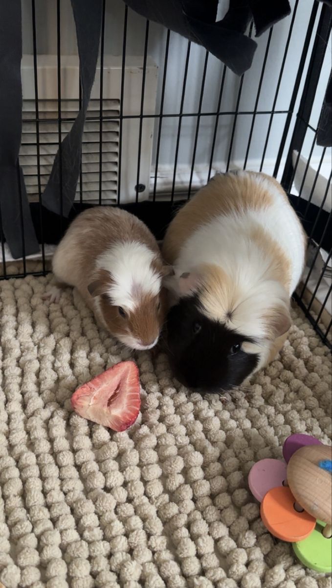 Female Guinea Pigs