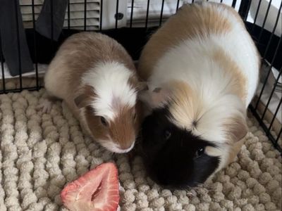 Female Guinea Pigs