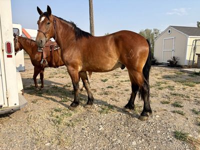 3 yr old 3/4 draft Gelding
