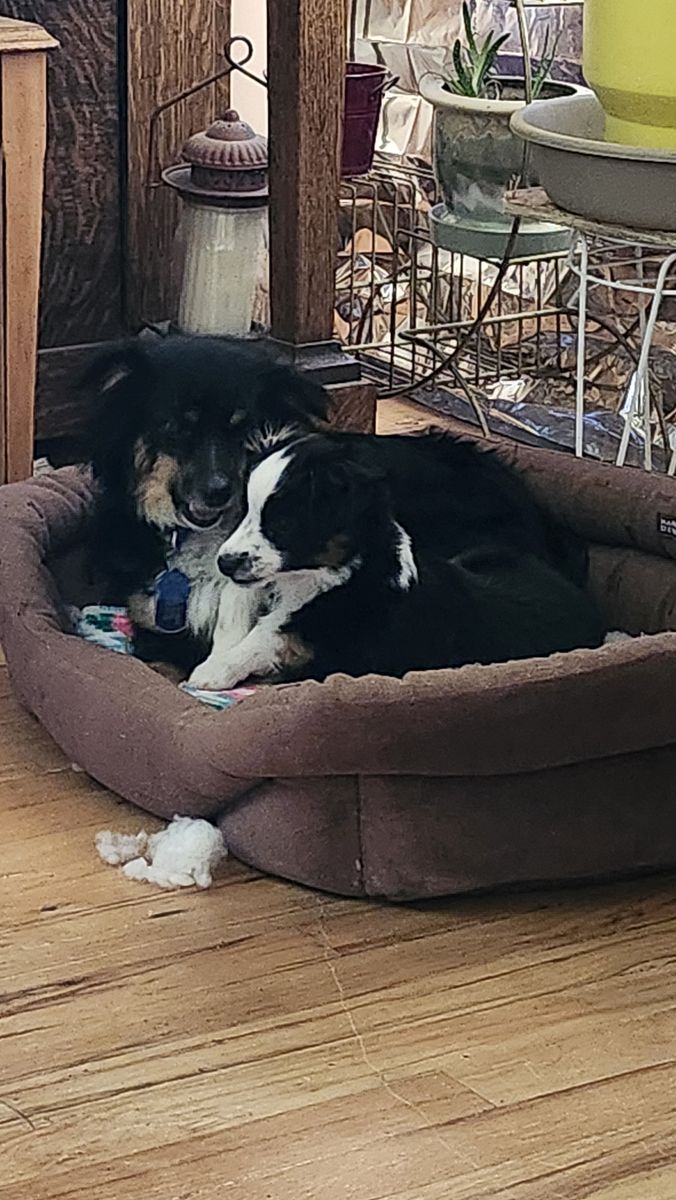 Male Toy Aussie