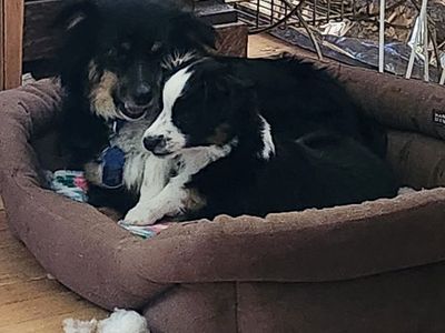 Male Toy Aussie