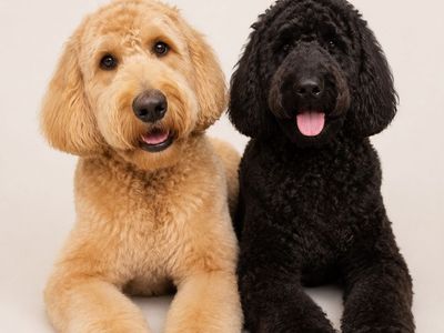 Doodles (Trained & Adorable)