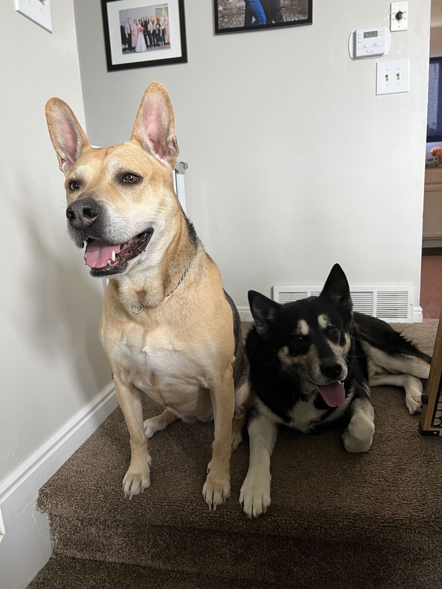 Jack and Leela. Dogs needing to be rehomed 