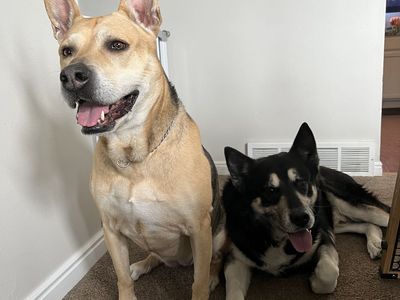 Jack and Leela. Dogs needing to be rehomed