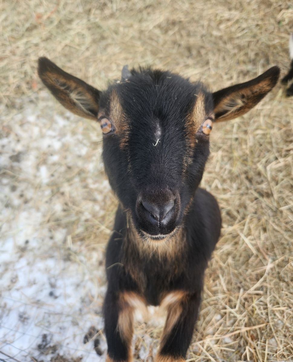 Goats in milk and kids