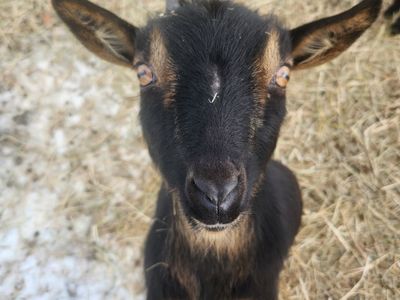Goats in milk and kids