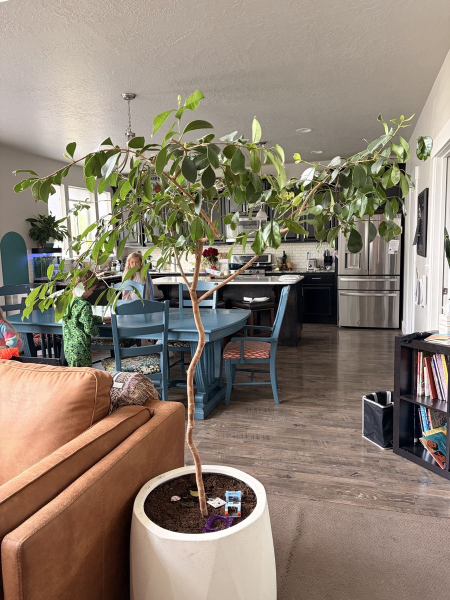 Beautiful Strawberry Guava Tree - Indoor