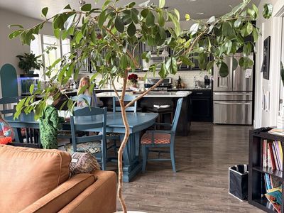 Beautiful Strawberry Guava Tree - Indoor
