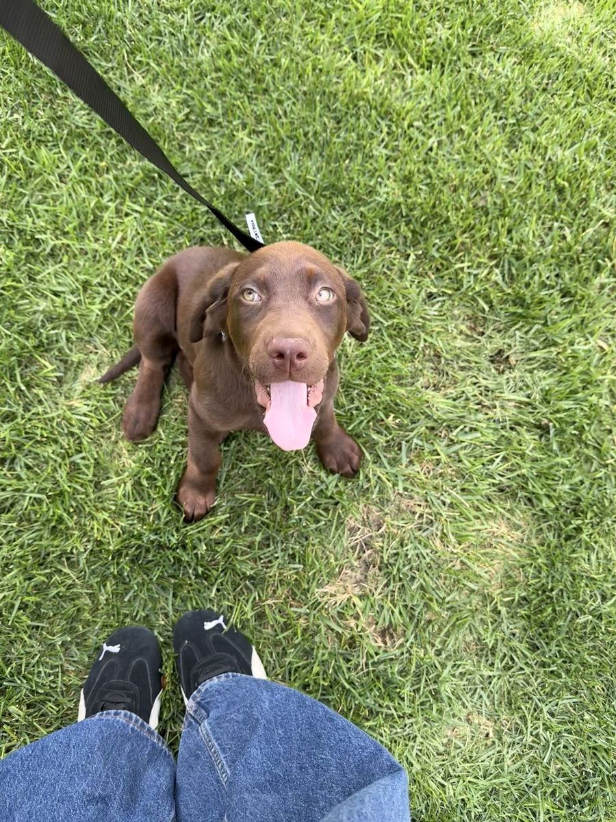 Chocolate Labrador Retriever Puppy - Adorable Male Lab Puppy