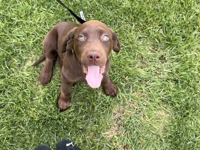Chocolate Labrador Retriever Puppy - Adorable Male Lab Puppy