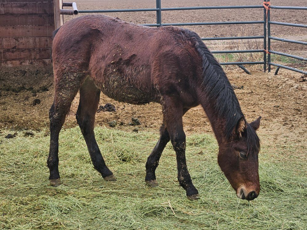 2025 AQHA Bay Filly