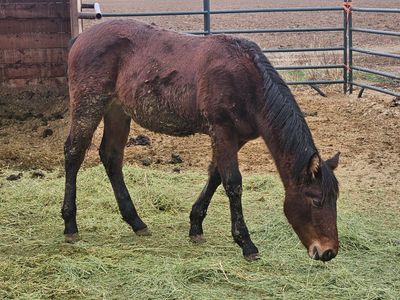 2025 AQHA Bay Filly
