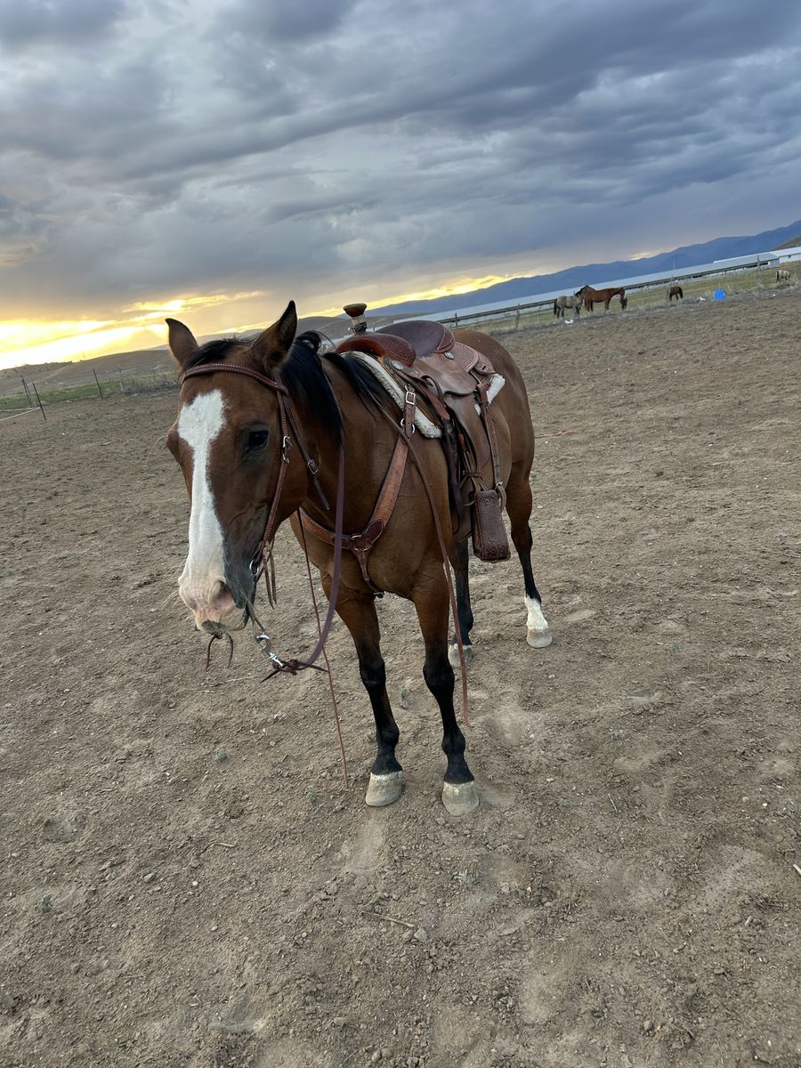 9-Year-Old Gelding Roping Horse - Experienced Western Riding & Kid-Friendly