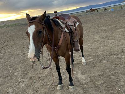 9-Year-Old Gelding Roping Horse - Experienced Western Riding & Kid-Friendly