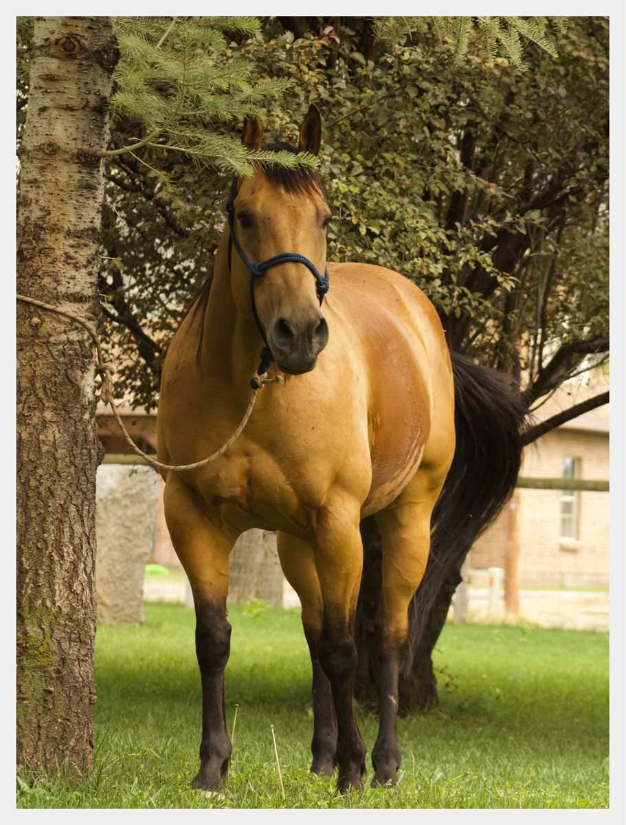 Buckskin Gelding for Sale