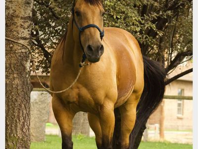 Buckskin Gelding for Sale