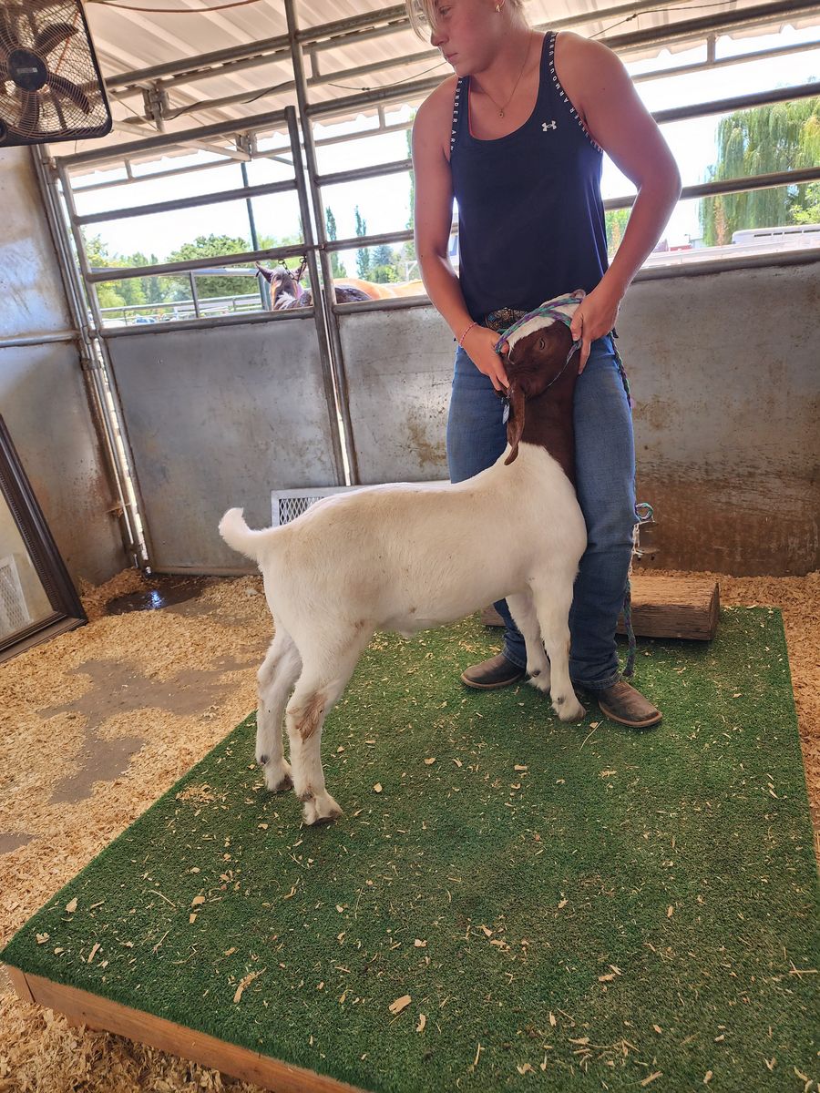 Wether Goat For Sale