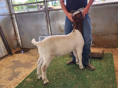 Wether Goat For Sale